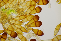 Puccinia graminis