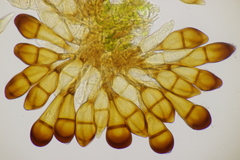 Puccinia graminis