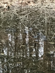 Lithobates sylvaticus