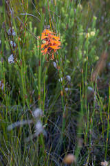 Disa ferruginea