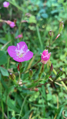 Oenothera rosea