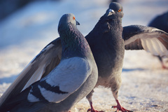 Columba livia