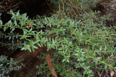 Trochocarpa gunnii
