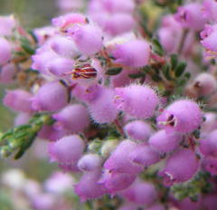Erica hirtiflora hirtiflora