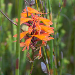 Disa ferruginea