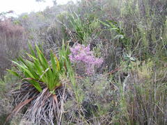 Erica hirtiflora hirtiflora