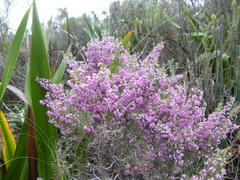 Erica hirtiflora hirtiflora
