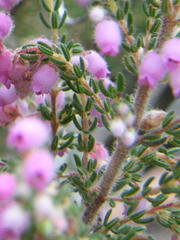 Erica hirtiflora hirtiflora
