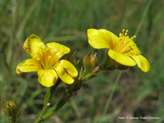 Linum thunbergii