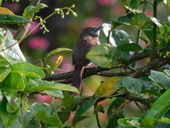 Synallaxis brachyura