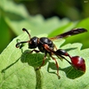 Zethus - Photo (c) Bob Peterson, some rights reserved (CC BY-SA)