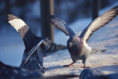 Columba livia