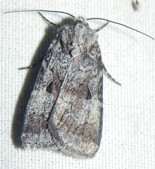 Feltia geniculata