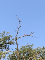 Ictinia mississippiensis