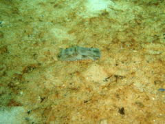 Philinopsis speciosa