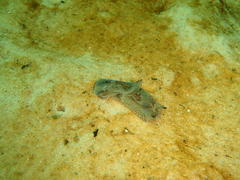 Philinopsis speciosa