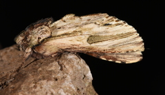 Oligocentria clarita