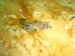 Philinopsis speciosa