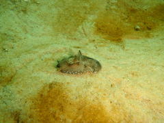 Philinopsis speciosa