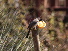 Pycnonotus barbatus layardi