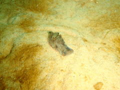 Philinopsis speciosa