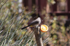 Pycnonotus barbatus layardi