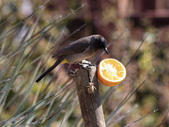 Pycnonotus barbatus layardi