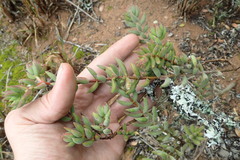 Crassula mesembryanthoides