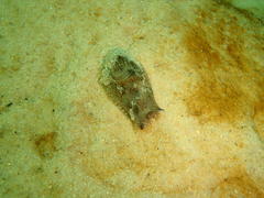 Philinopsis speciosa