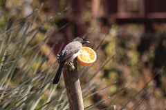 Pycnonotus barbatus layardi