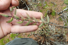 Crassula mesembryanthoides