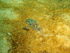 Philinopsis speciosa