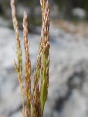 Agrostis exarata