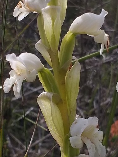 Image of Satyrium muticum by (c) kevin koen, some rights reserved (CC BY-SA)