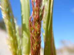 Agrostis exarata