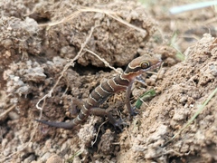 Cyrtodactylus intermedius