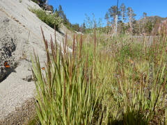 Agrostis exarata