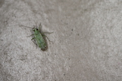 Orthotylus coagulatus