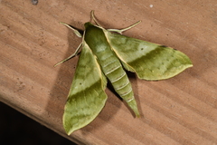 Xylophanes tyndarus