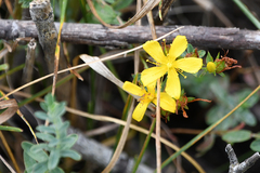 Hypericum cerastioides