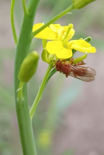 Pale-orange Stingless bee