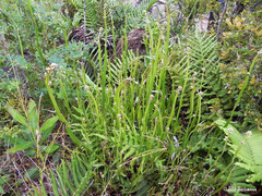 Baccharis sagittalis