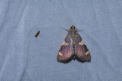 Rehimena phrynealis