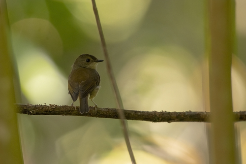 iNaturalist image