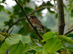 Malacoptila mystacalis