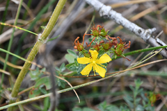 Hypericum cerastioides