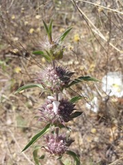 Monarda pectinata