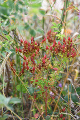 Hypericum cerastioides