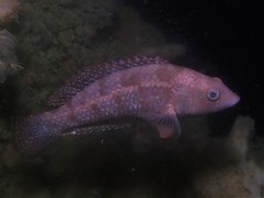 Notolabrus parilus