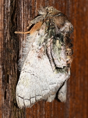 Toulgoetigia curita